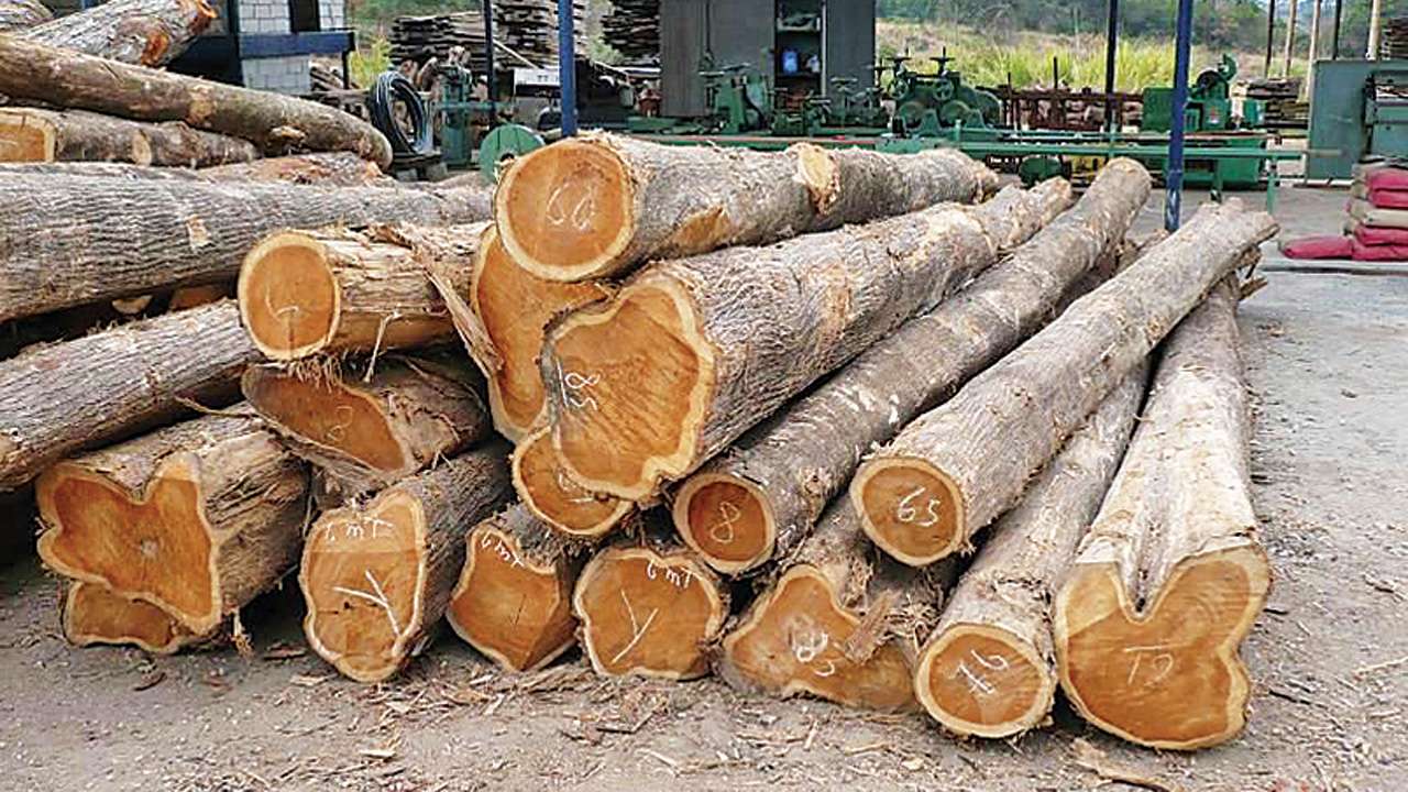 Maharashtra Police Seize 22 Tractors Of Teak Wood 16 Held