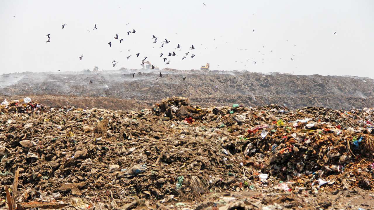 Pirana dumping ground