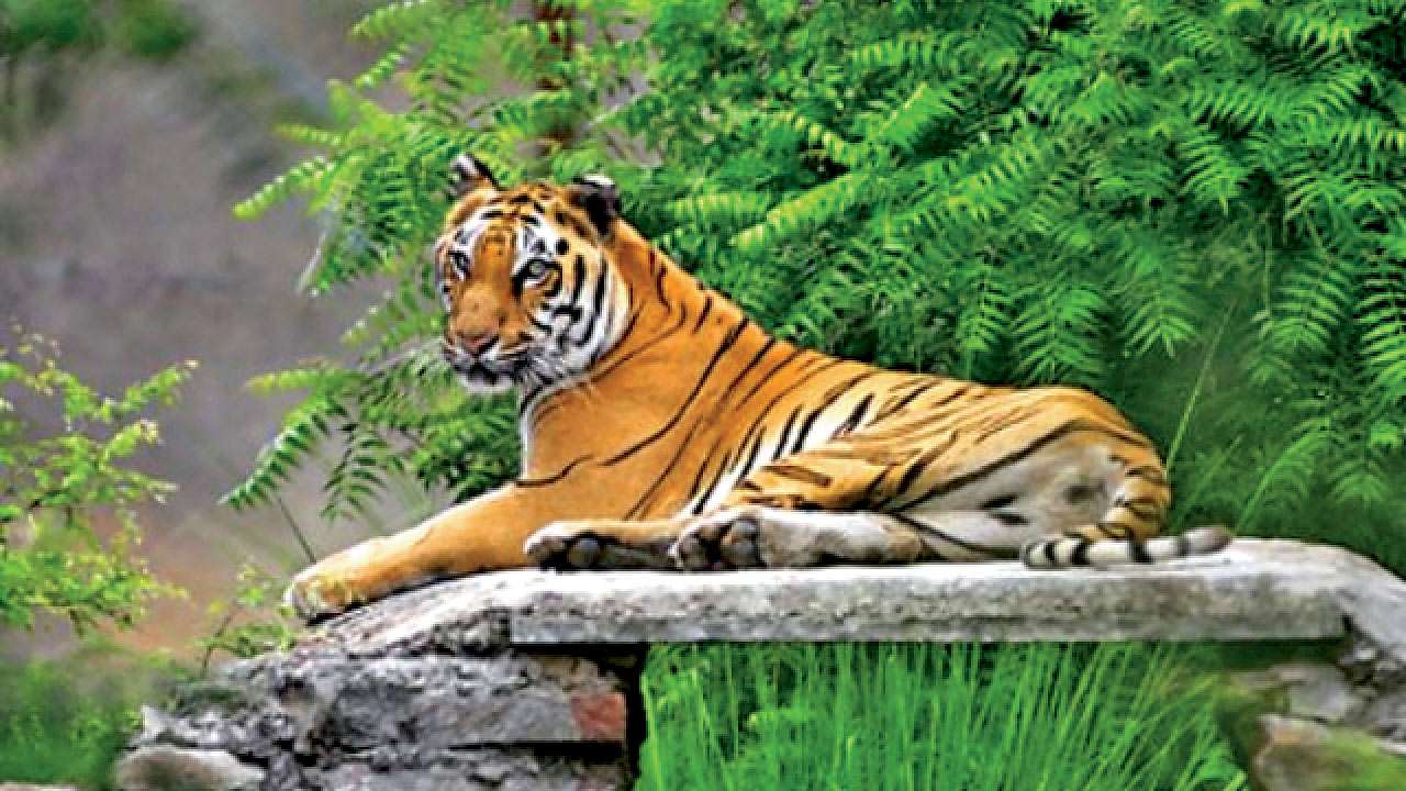 Tiger
