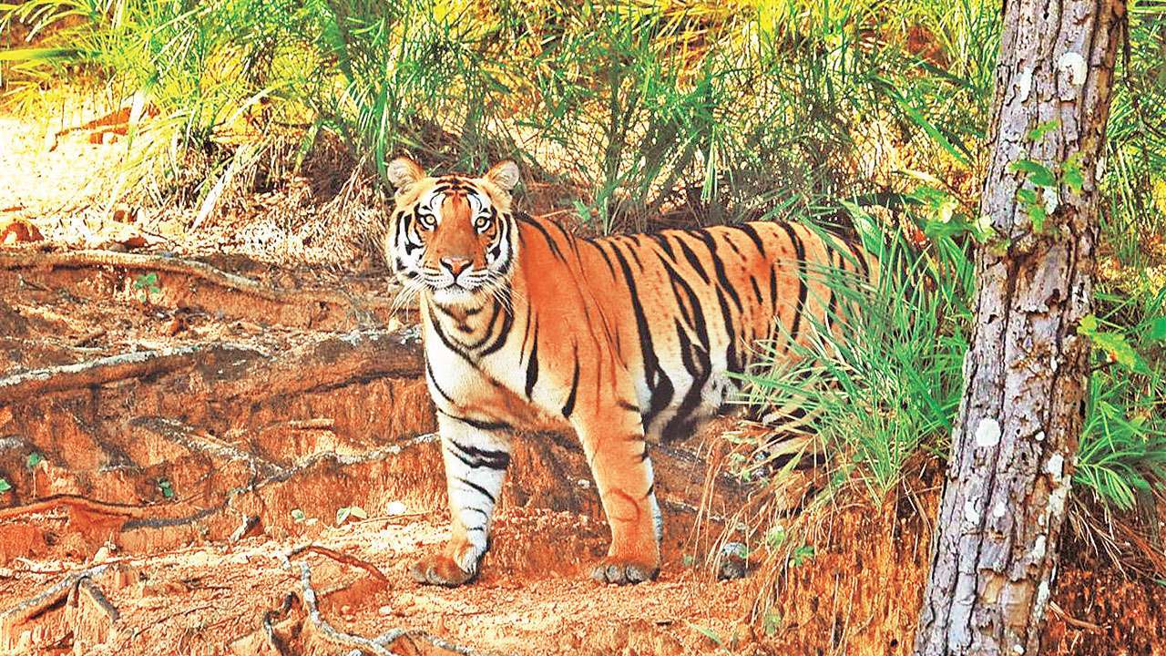 Tiger spotted in Gujarat after 3 decades, govt confirms presence