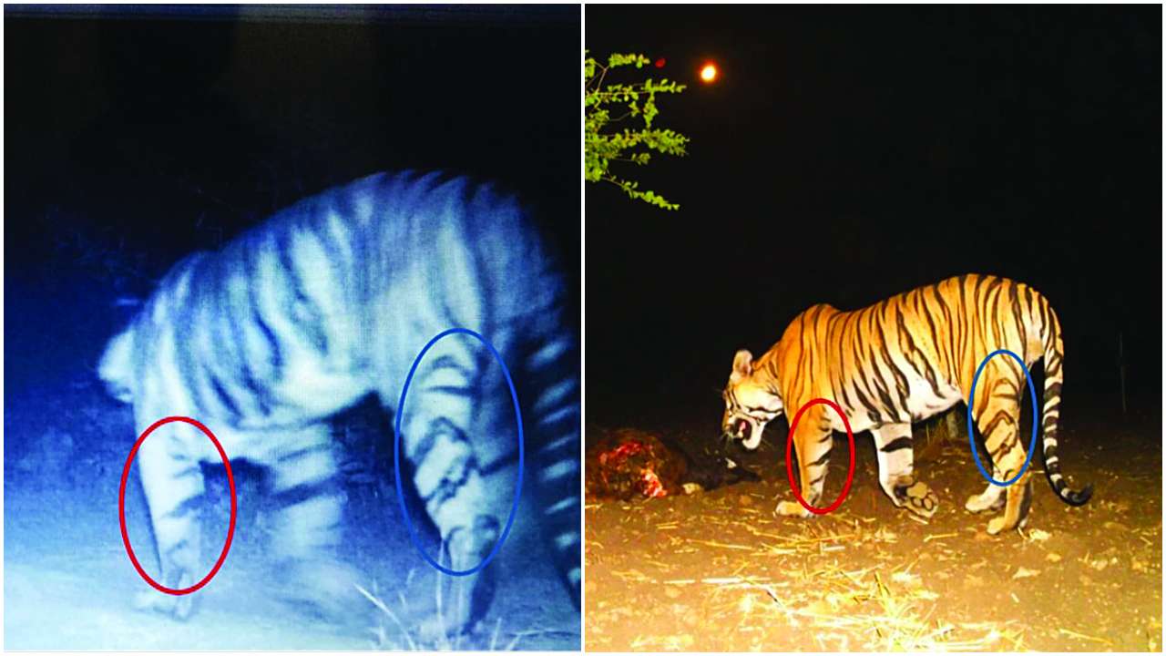 Tiger may have hiked from Madhya Pradesh to Gujarat Tiger may have hiked from Madhya Pradesh to Gujarat