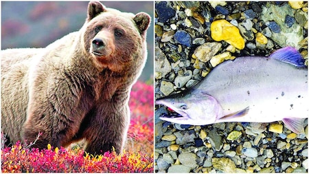 FEED A BEAR A SALMON NAMED AFTER YOUR EX