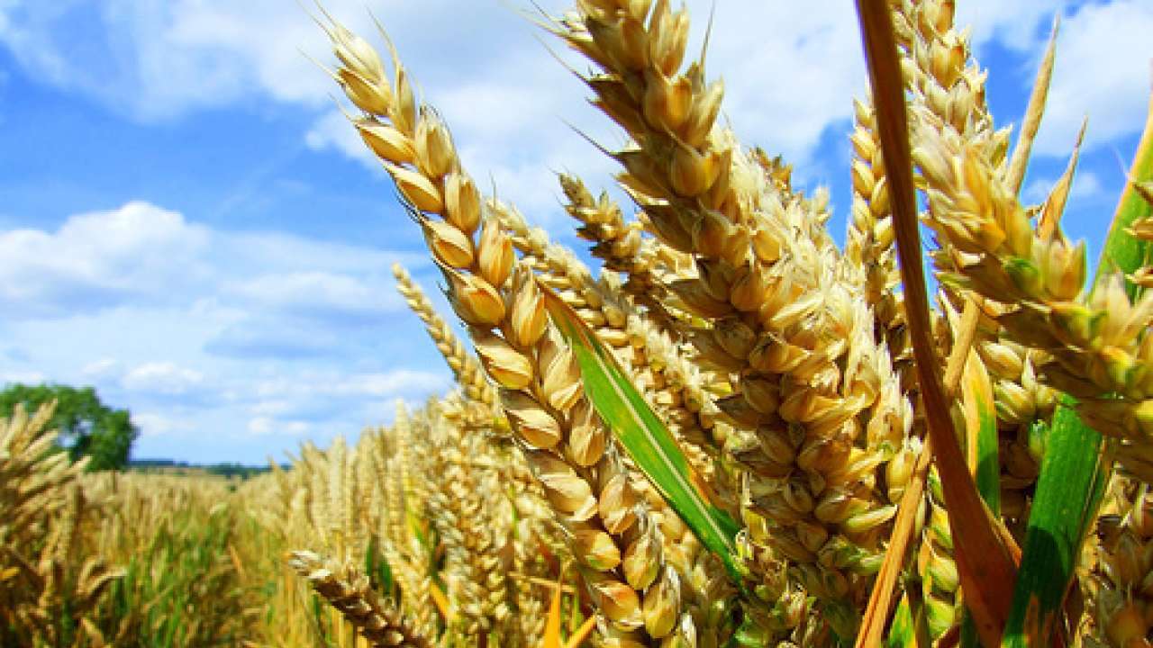 prolonged-winter-to-help-increase-output-of-rabi-crops-like-wheat-oilseeds