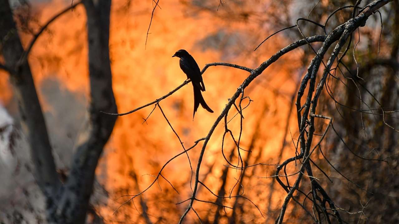 Bandipur forest fire