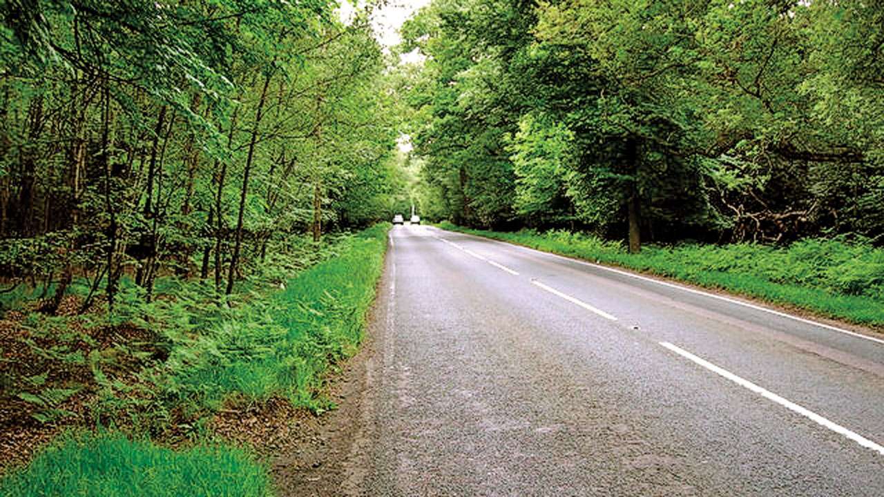 Forest road