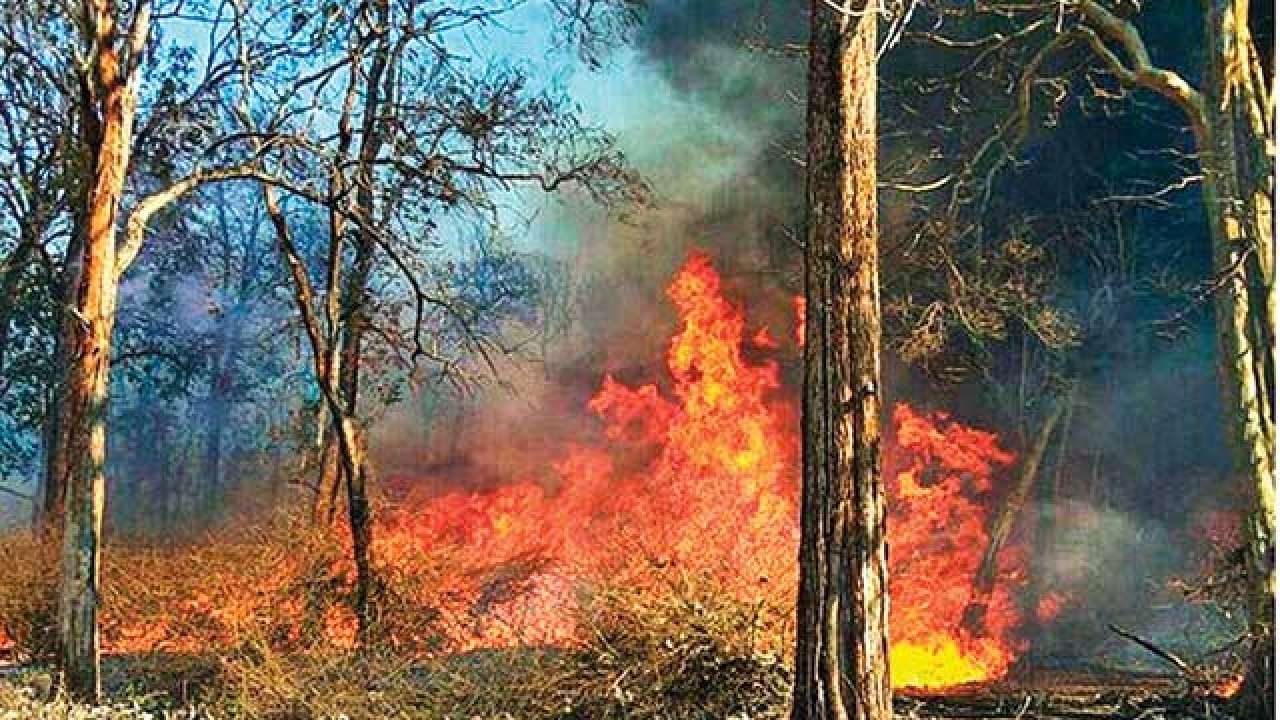 Water-bombing IAF choppers help contain fire in Bandipur Tiger Reserve, File Photo