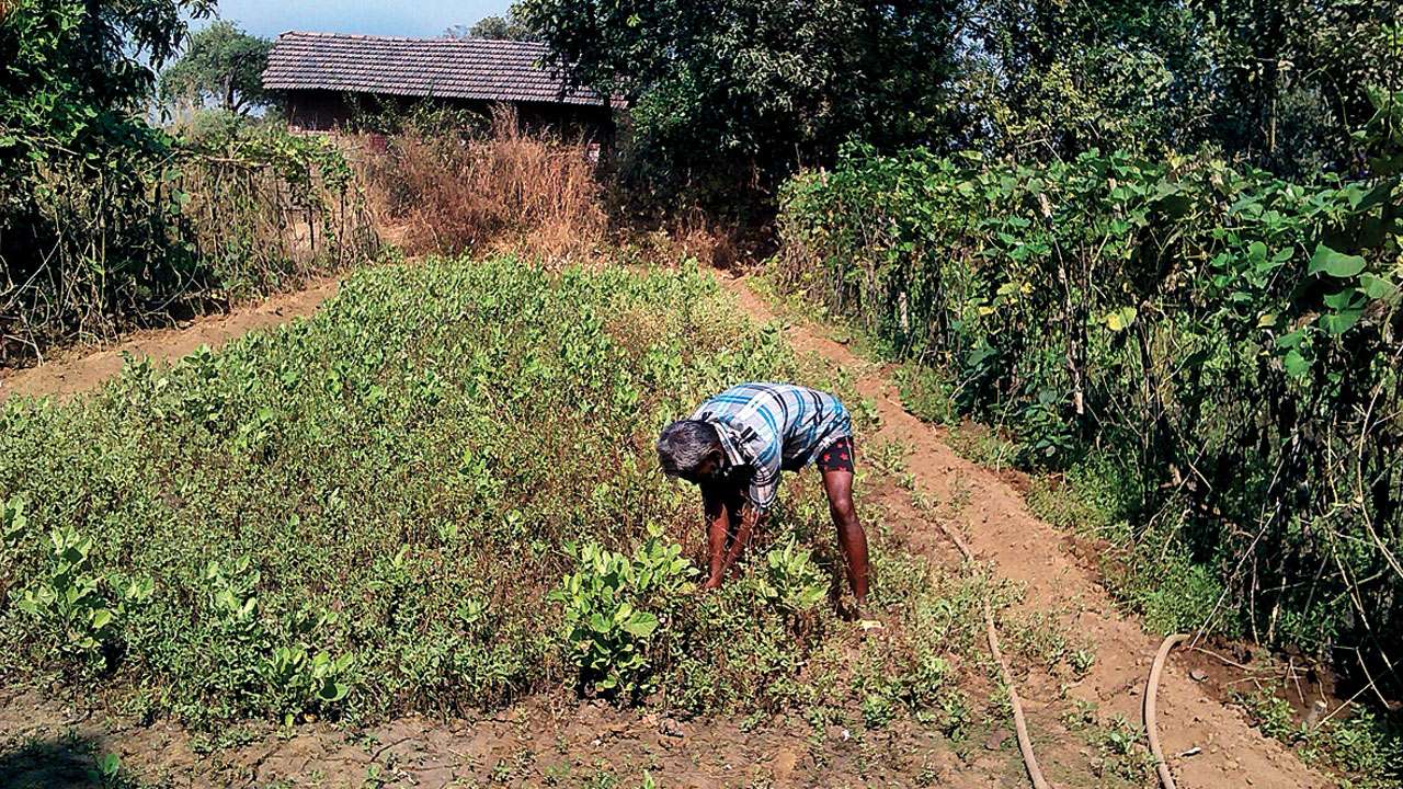 Agriculture