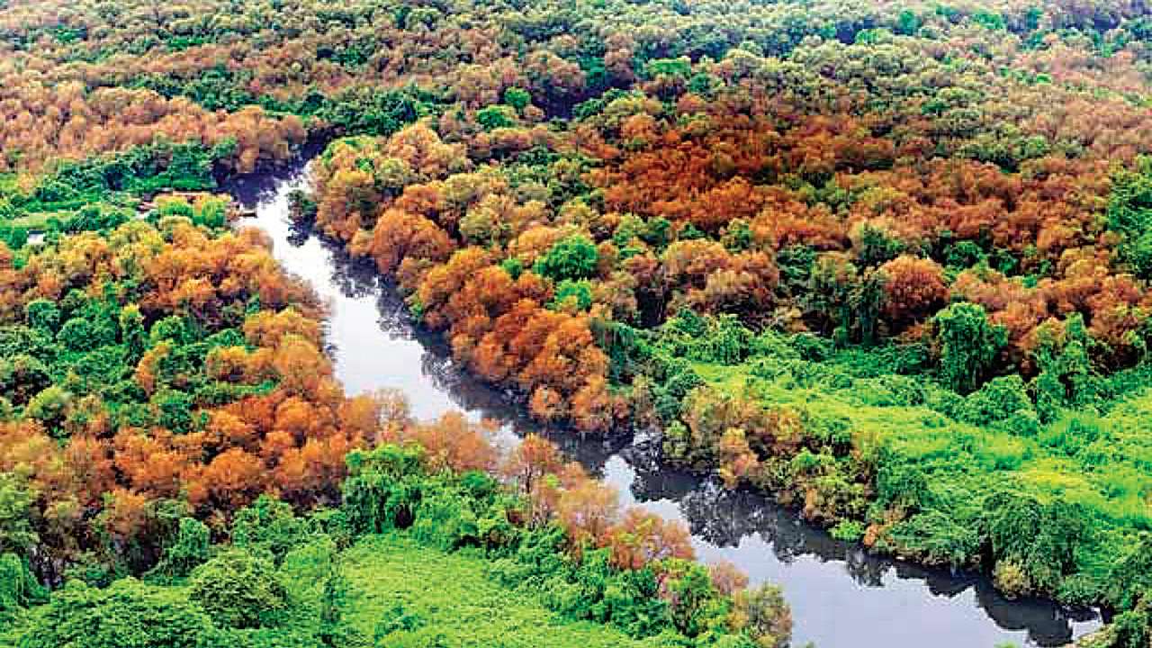Mangrove