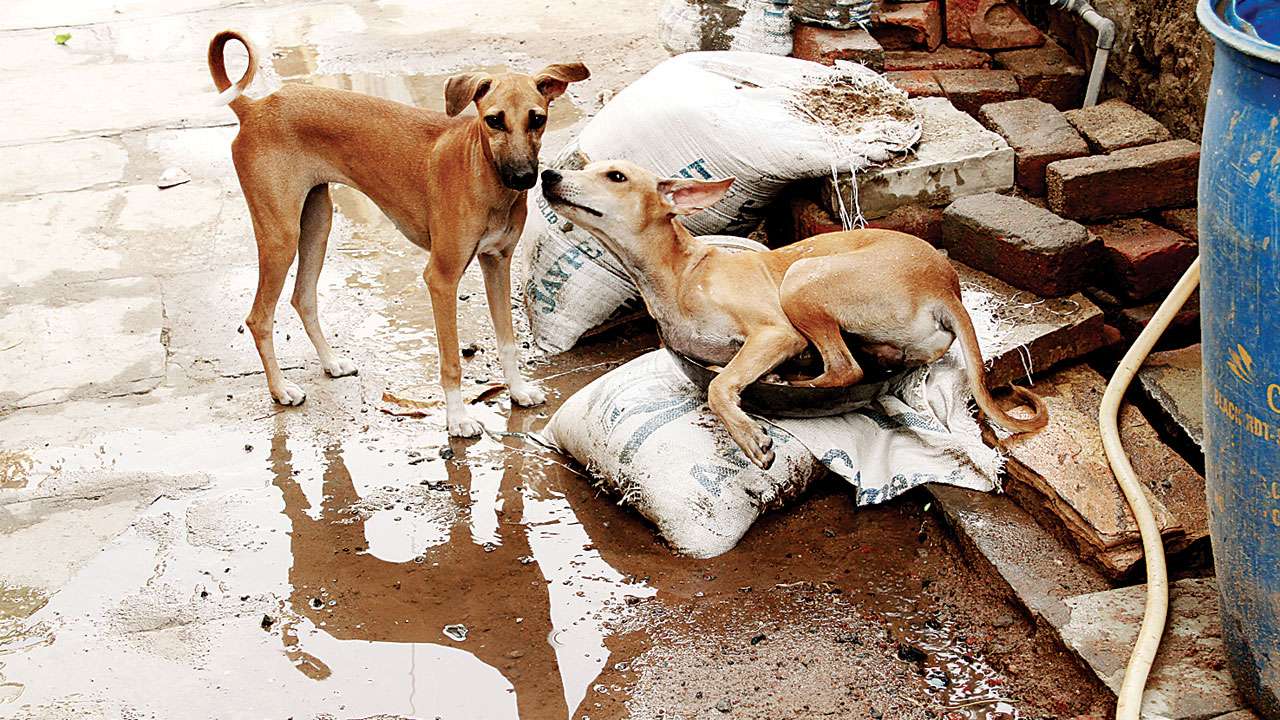 Dog population
