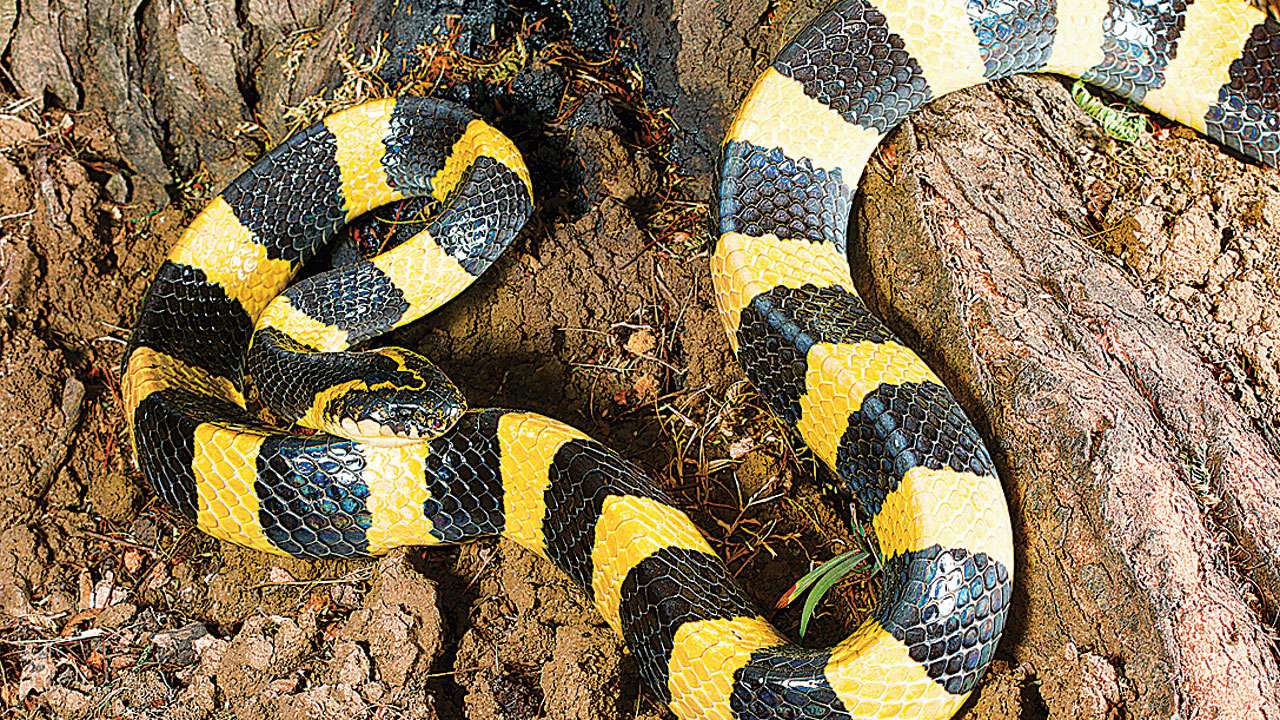 Snake