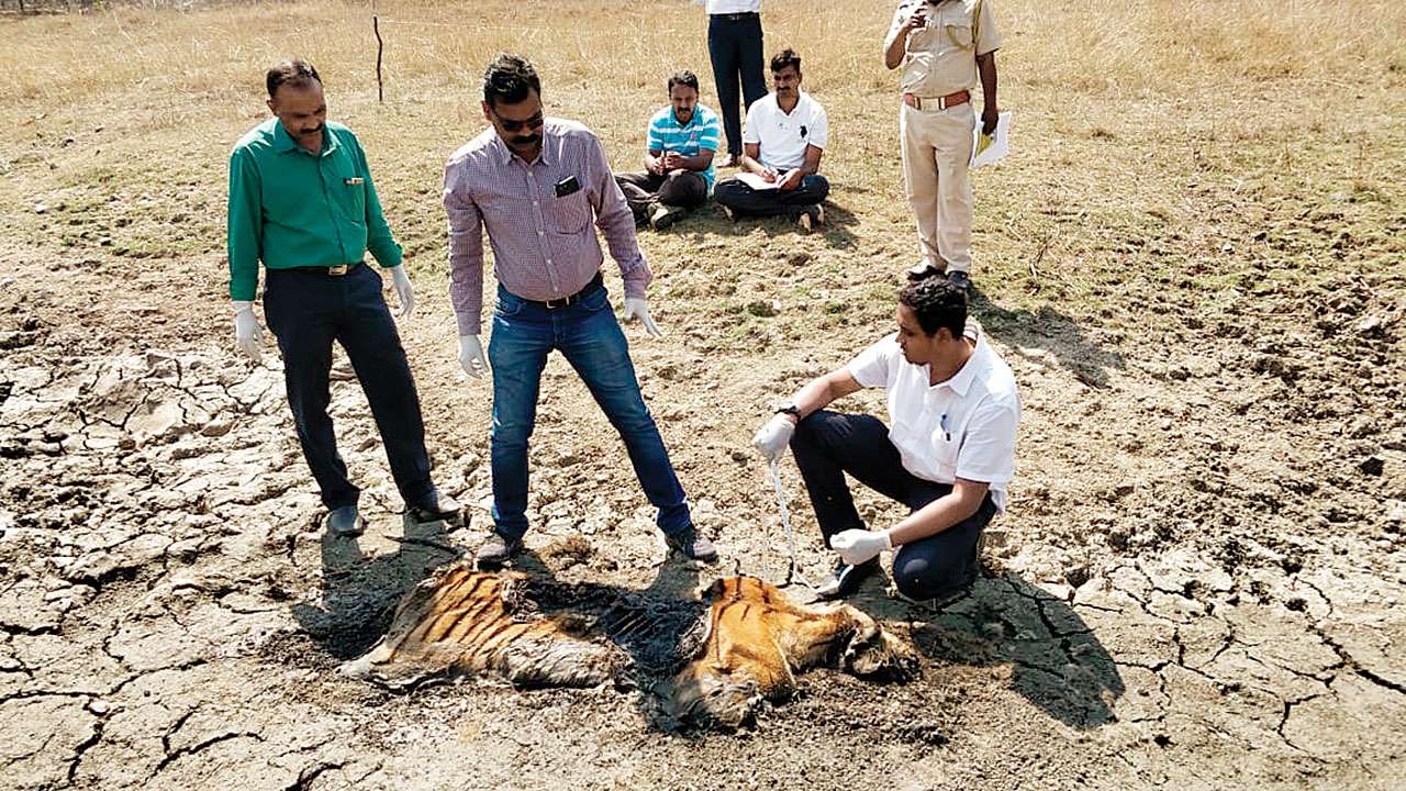 Pench tiger reserve