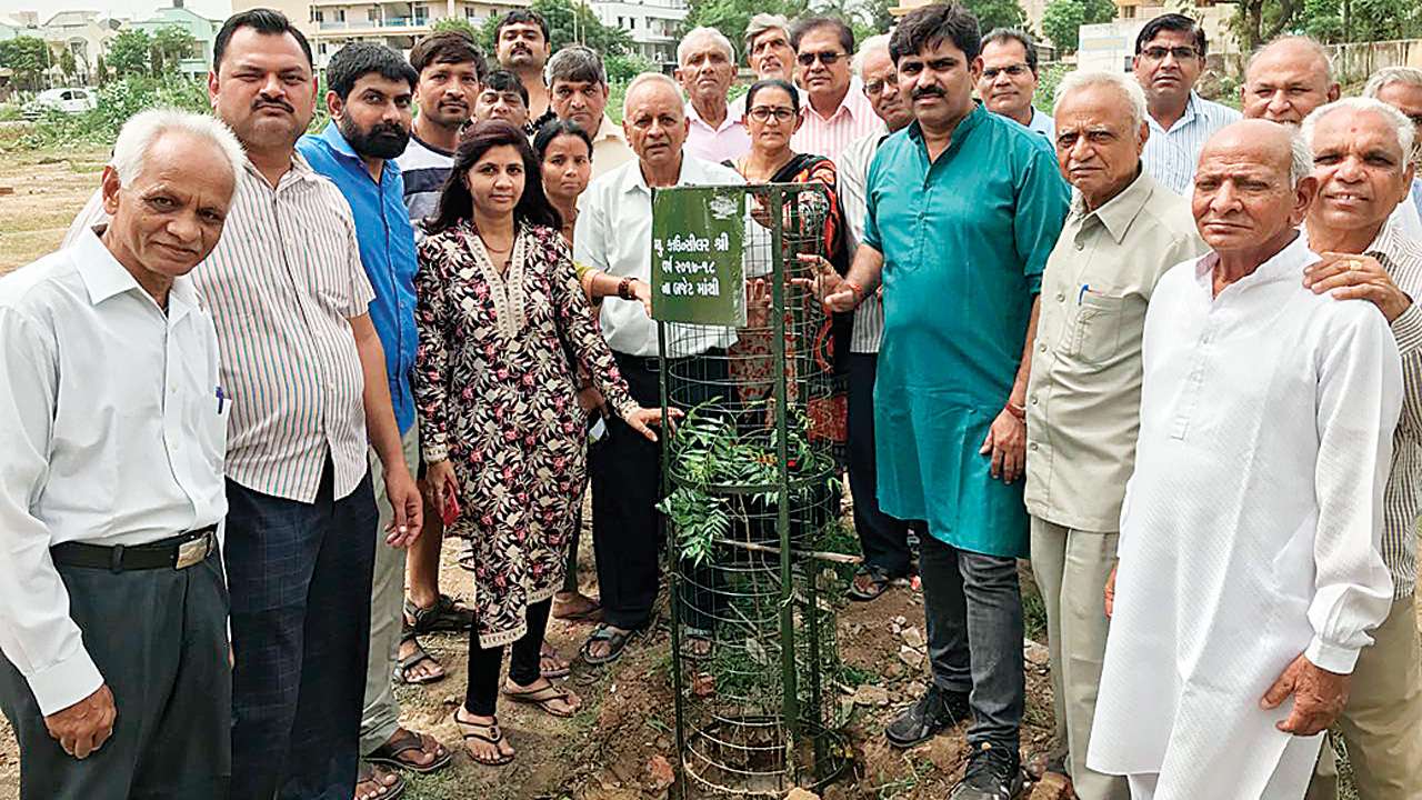 Tree Plantation Drive