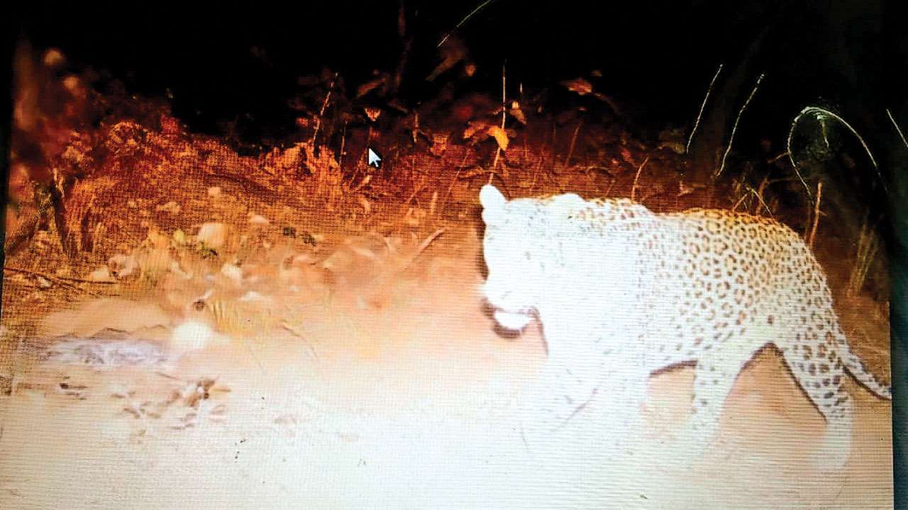 Leopard