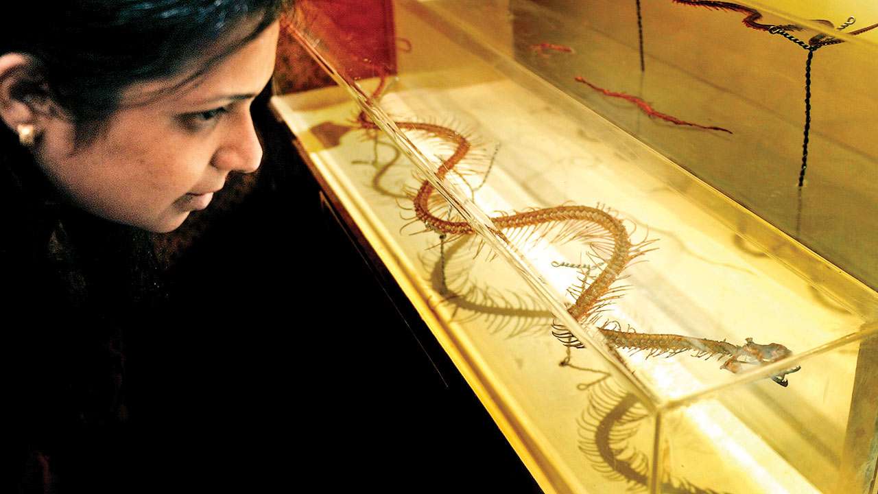 Maharashtra: Haffkine Institute to have a research centre on venom