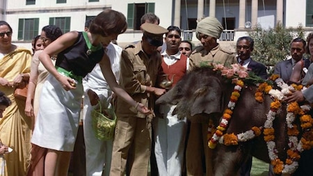 Kennedy feeds an elephant at Nehru's residence