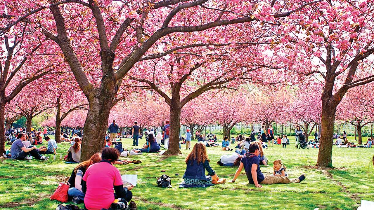 The Sakura Matsuri Cherry Blossom Festival