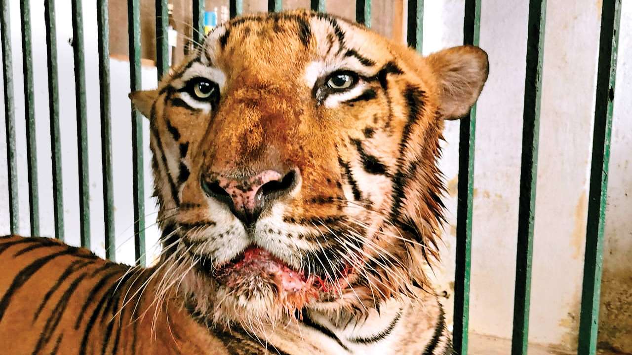 Heat wave dehydrates tiger recuperating from surgery at Sanjay Gandhi