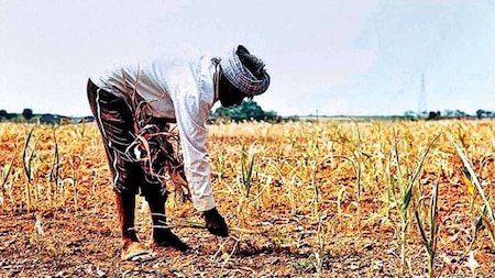 Why 170 farmers are contesting Lok Sabha polls in Nizamabad