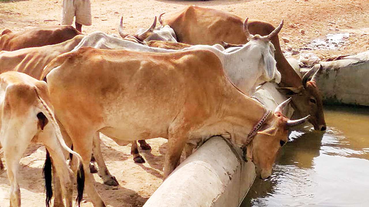 Ahmedabad: Man arrested for having unnatural sex with cow | AHMEDABAD NYOOOZ