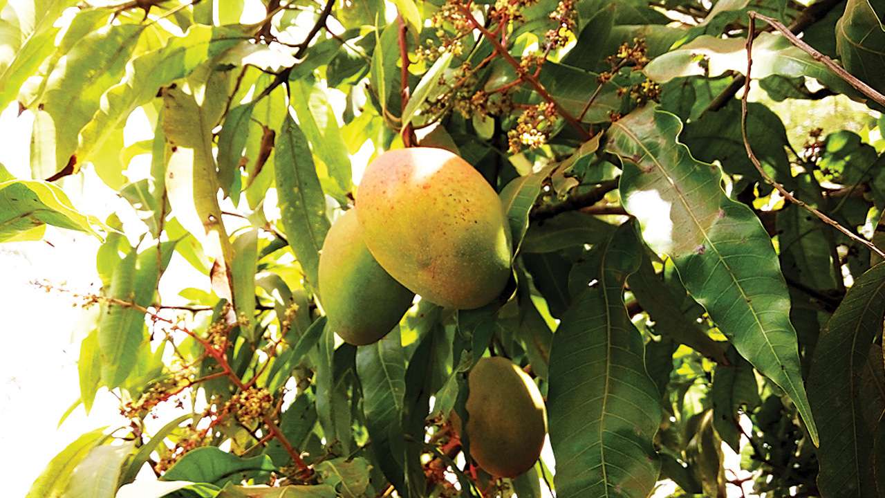 Unseasonal rains may affect mango crop yield in Gujarat