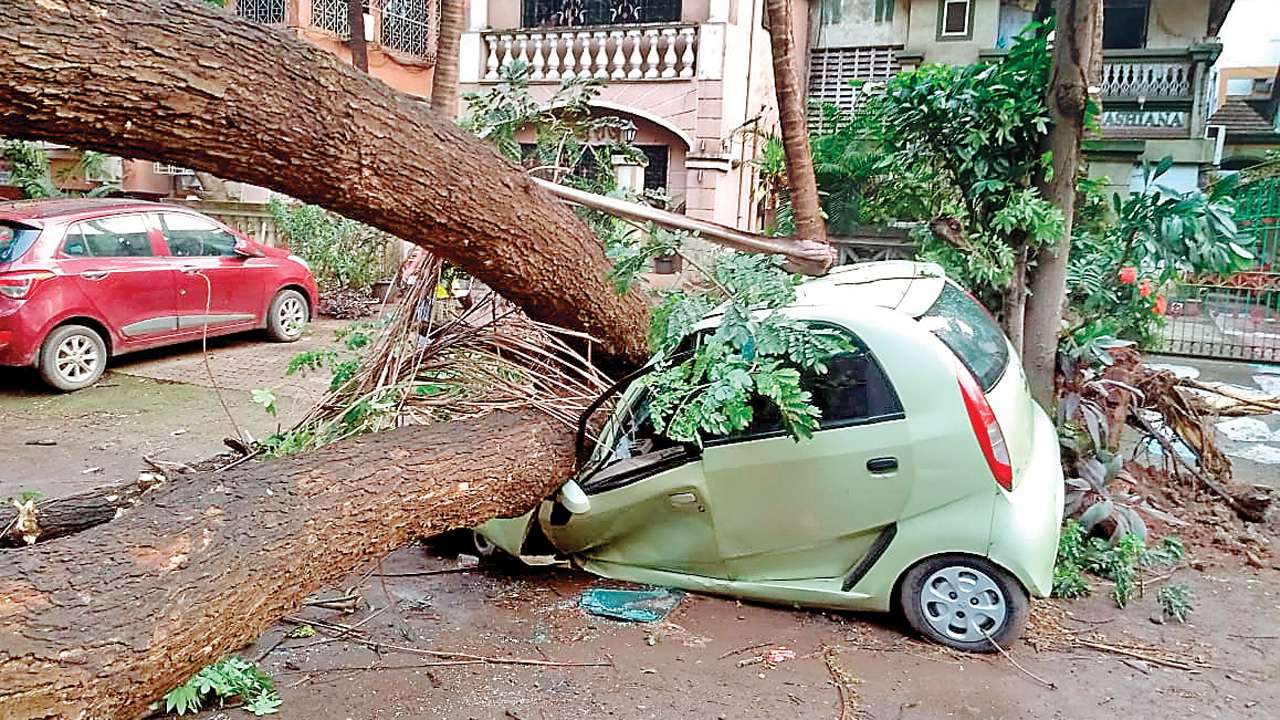 Tree Collaps Contractors will chop more trees in fear of BMC action, claim activists