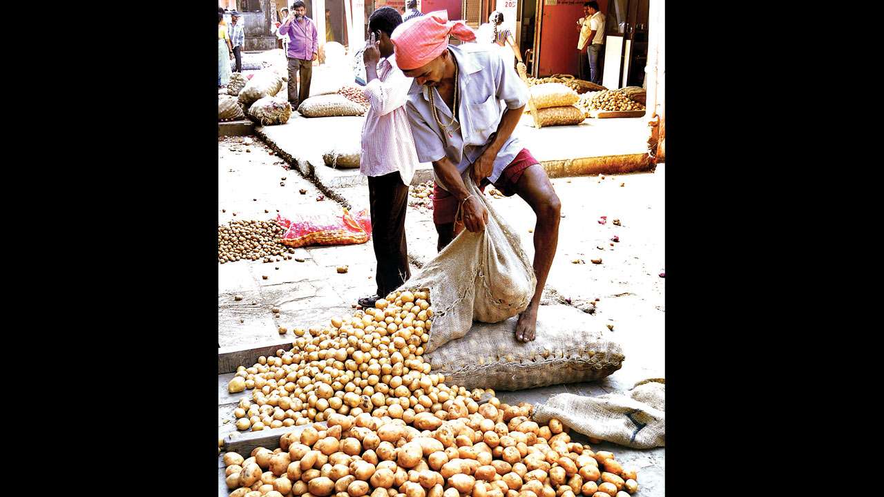 potato farmers conquer devastating with paper