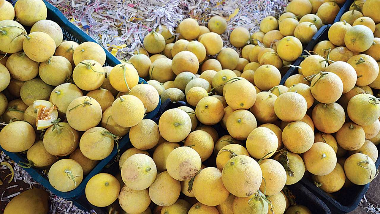 Trying to curb artificial ripening of fruits Gujarat Govt