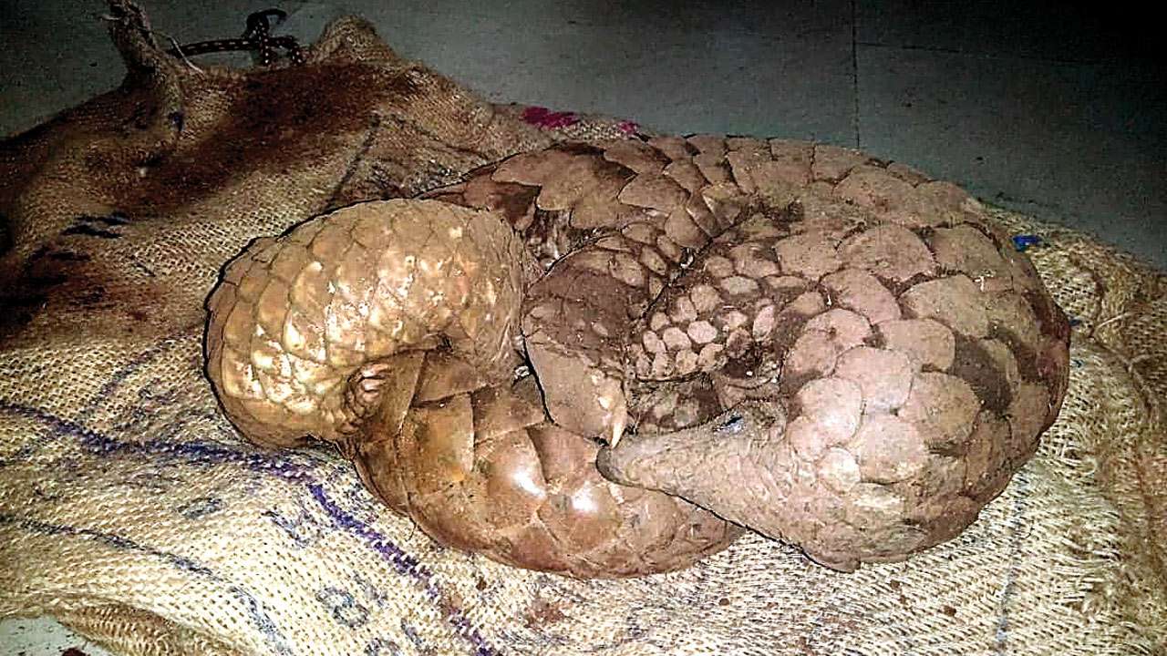 Pangolins
