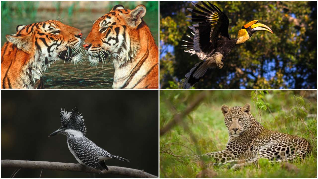 Born free: A Corbett National Park shows you much more than just tigers