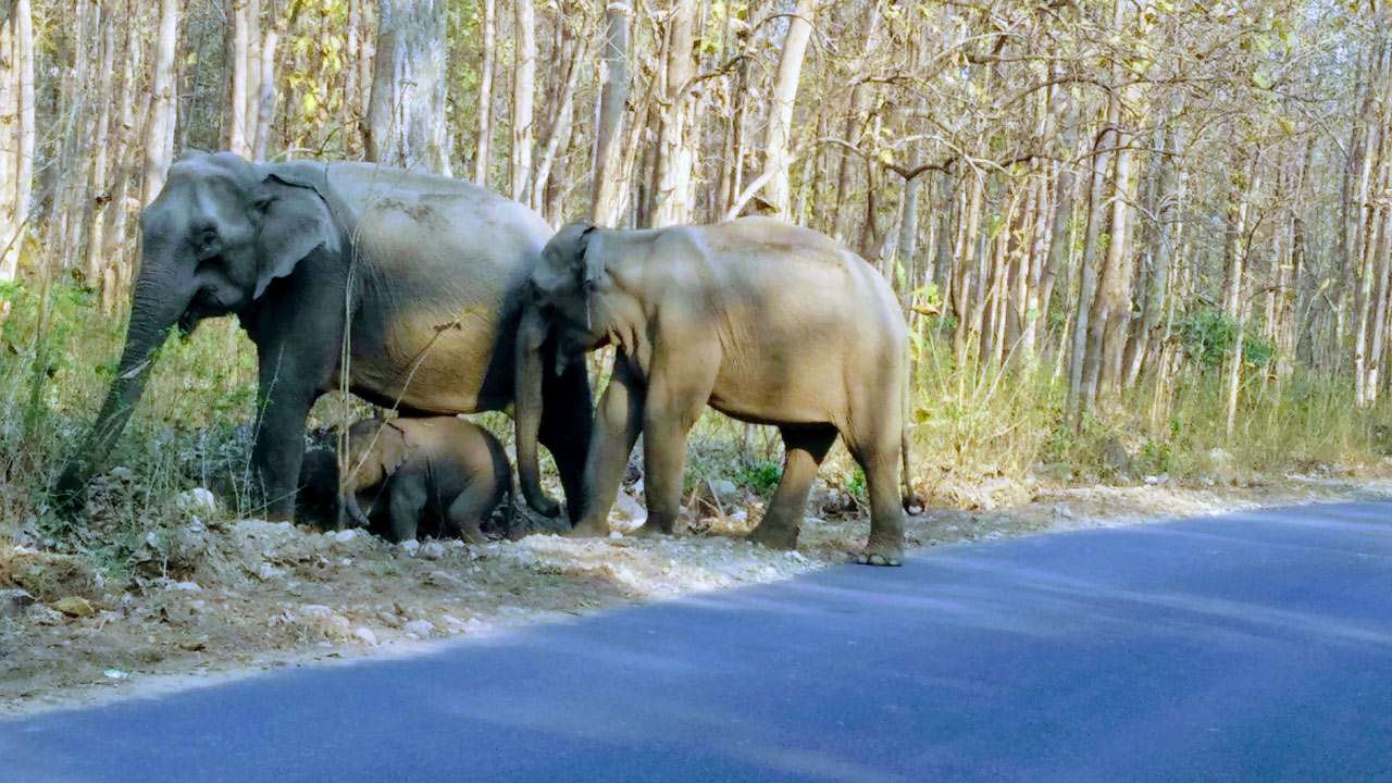 corbett national park elephant safari