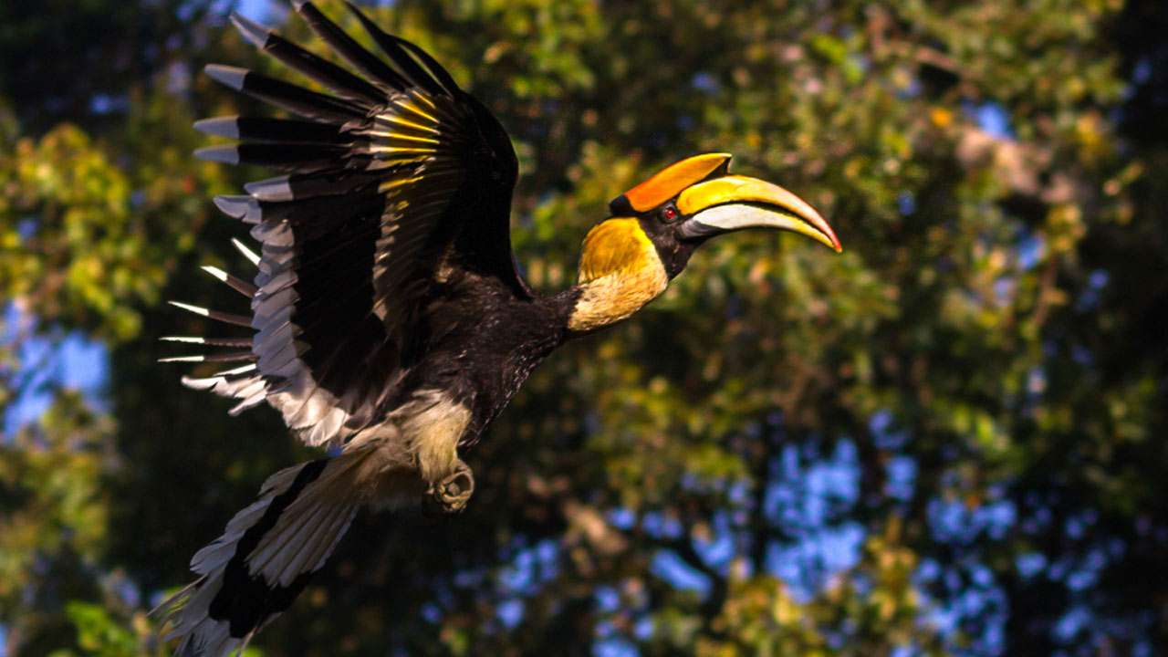 The great Indian hornbill