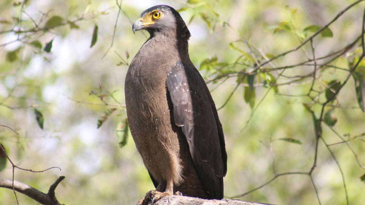 Crested serpant eagle