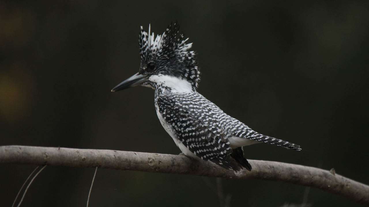 Crested kingfisher