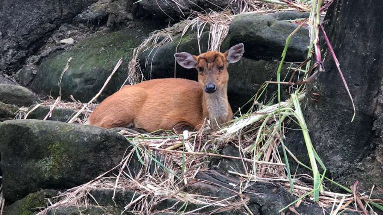 Sambar deer