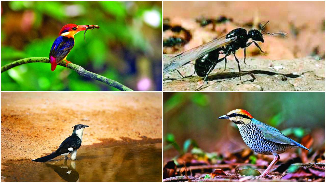 flying birds and ants-Istock