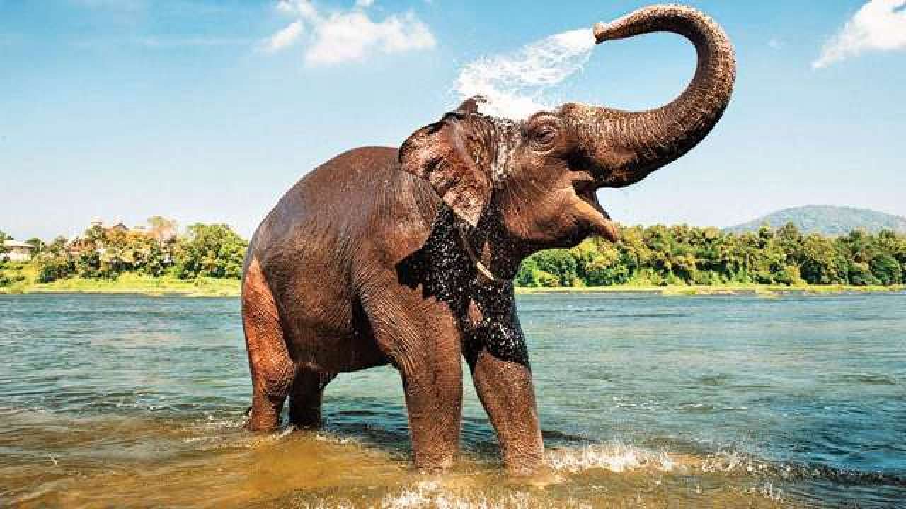 Shower Facility Installed For Temple Elephant In Tiruchy