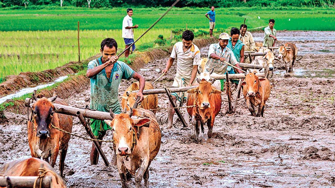 Farmers,