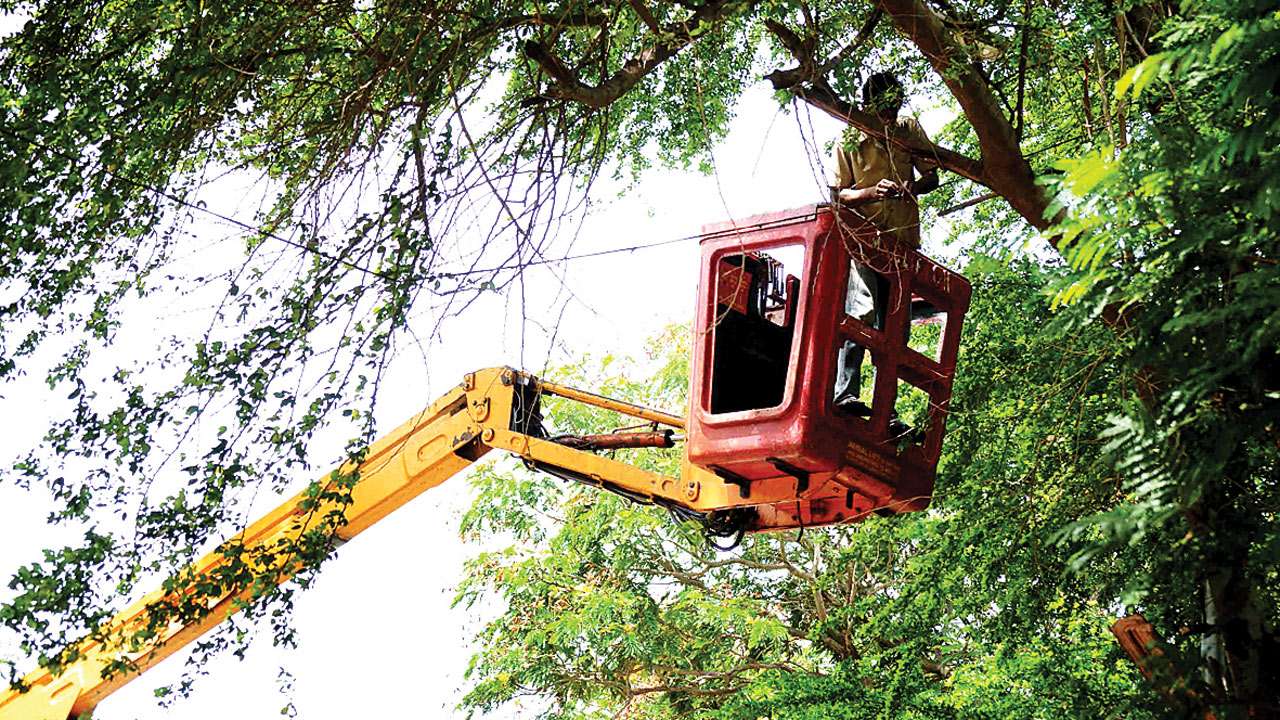 Mumbai: Finally, tree trimming contract gets approved