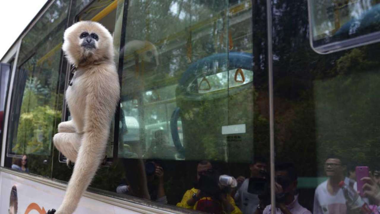 Gibbon used as character in video game