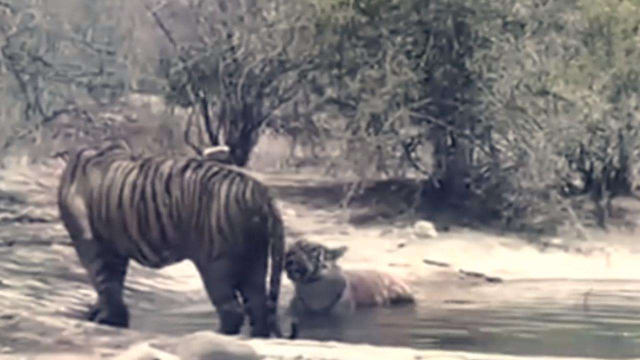 Watch: This Video Of A Tigress Defending Her Cub In Ranthambore Shows ...