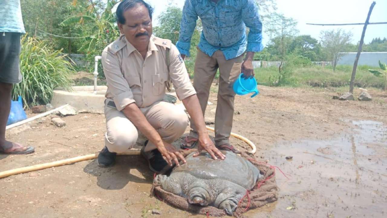 Odisha 42 Kg Turtle Of Rare Variety Found During Construction 