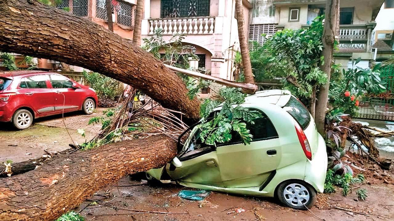 Trees collapse