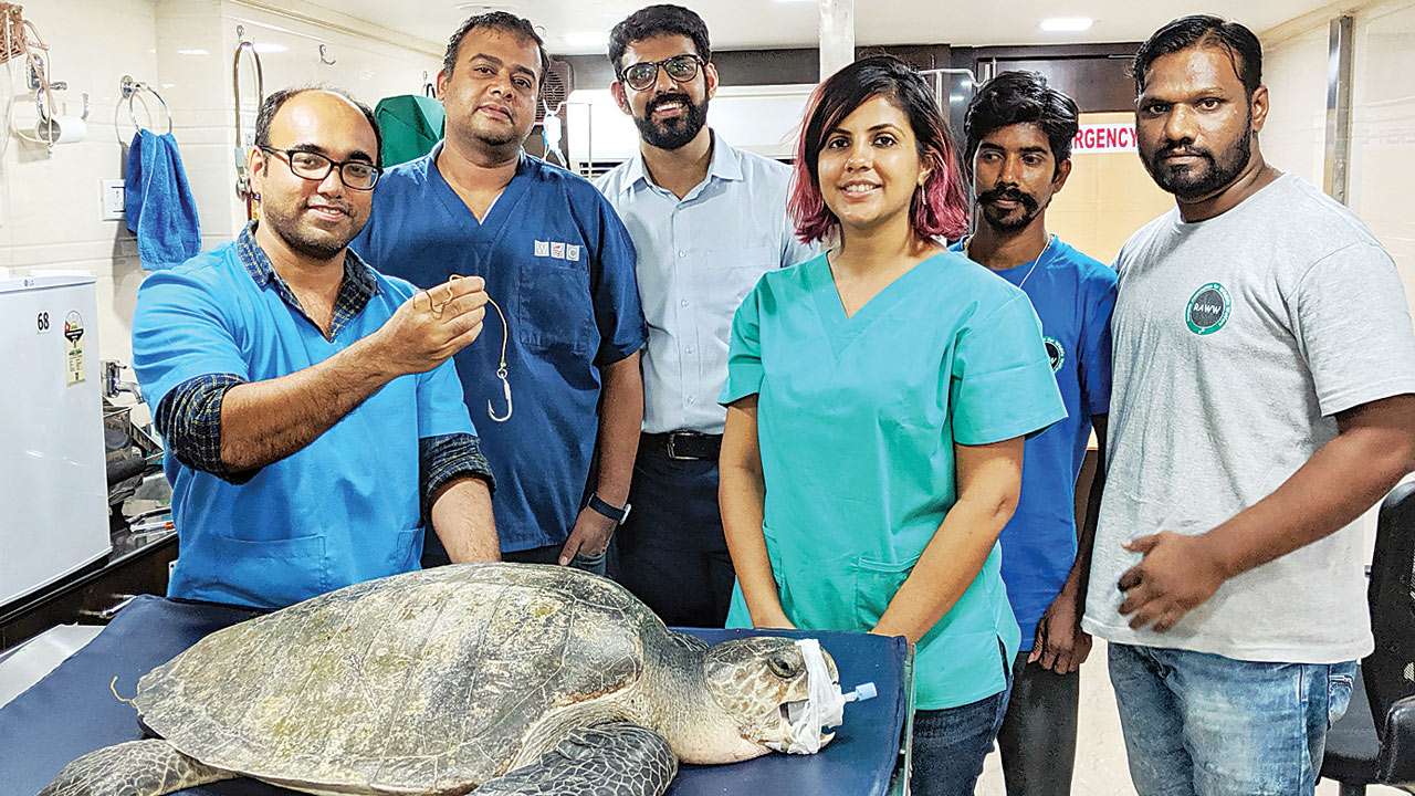 turtle veterinarians near me