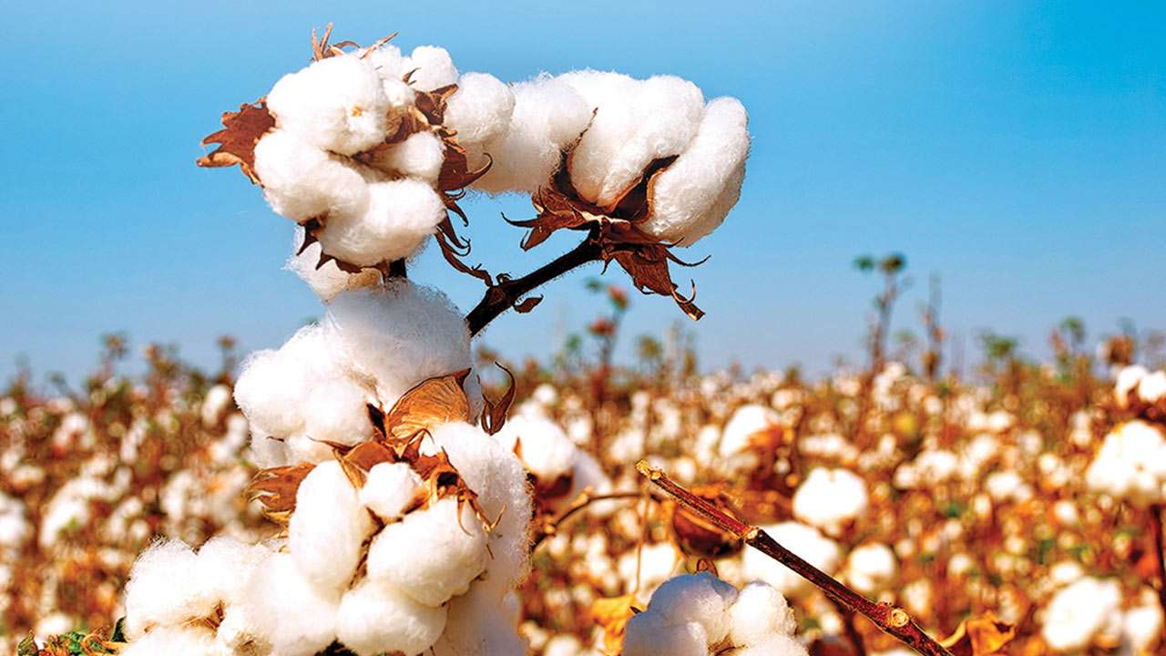 DNA EXCLUSIVE Demand to lift ban on HTBT cotton grows stronger
