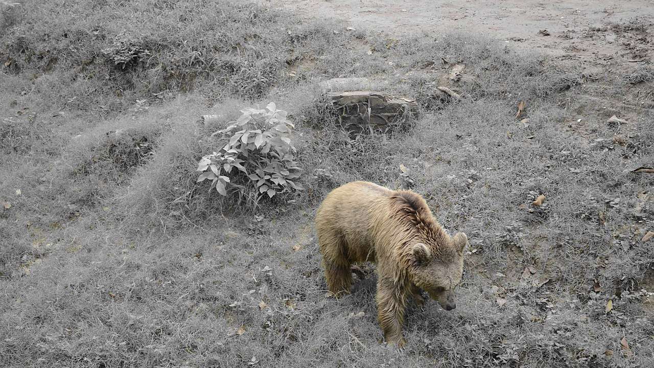 Alive And How Man Found In Mummified State After Bear Keeps Him As Food Inside Cave