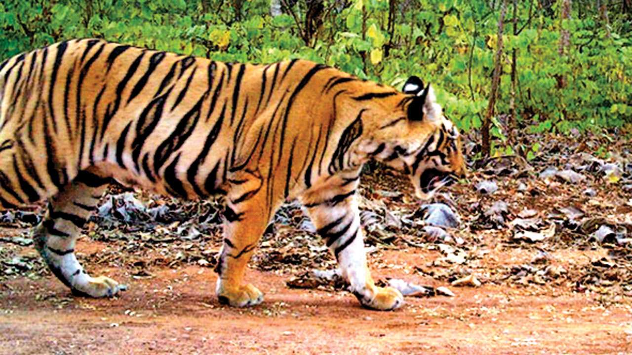 Maharashtra: Brahmapuri tigress to shift to Melghat Tiger Reserve soon