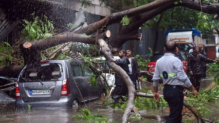 Tree falls due to heavy monsoon rain in Mumbai