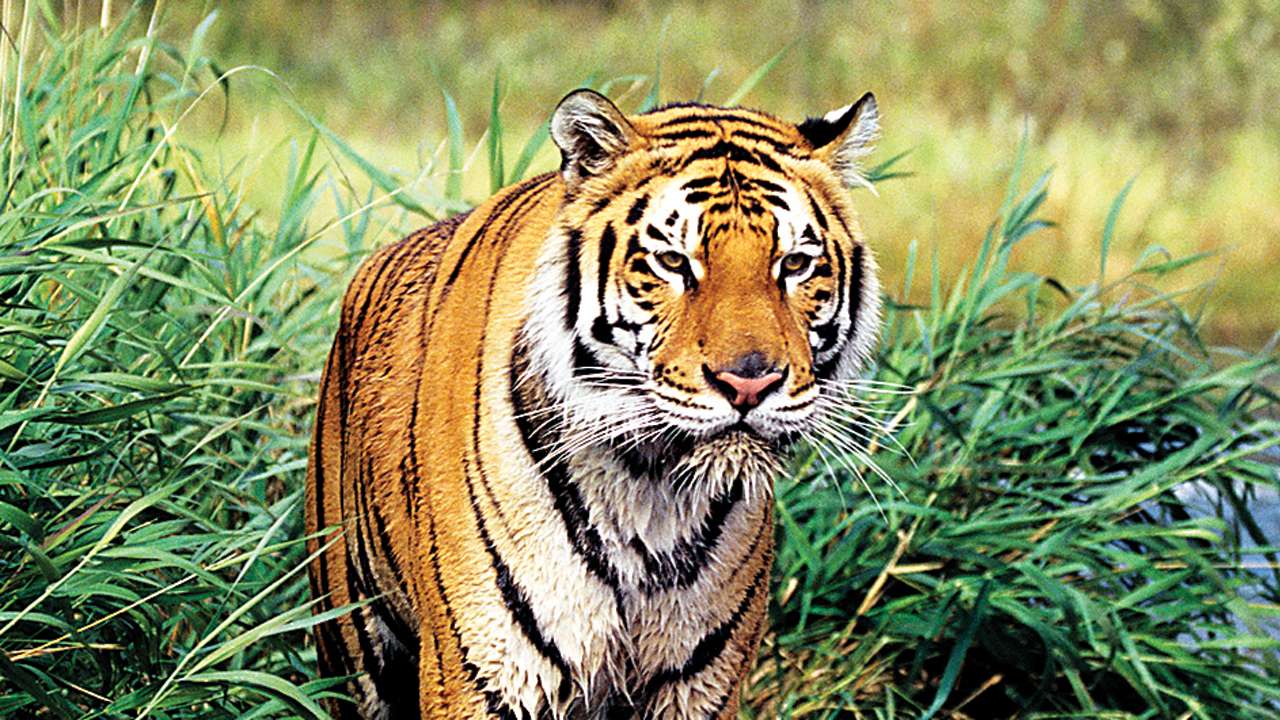 Tiger