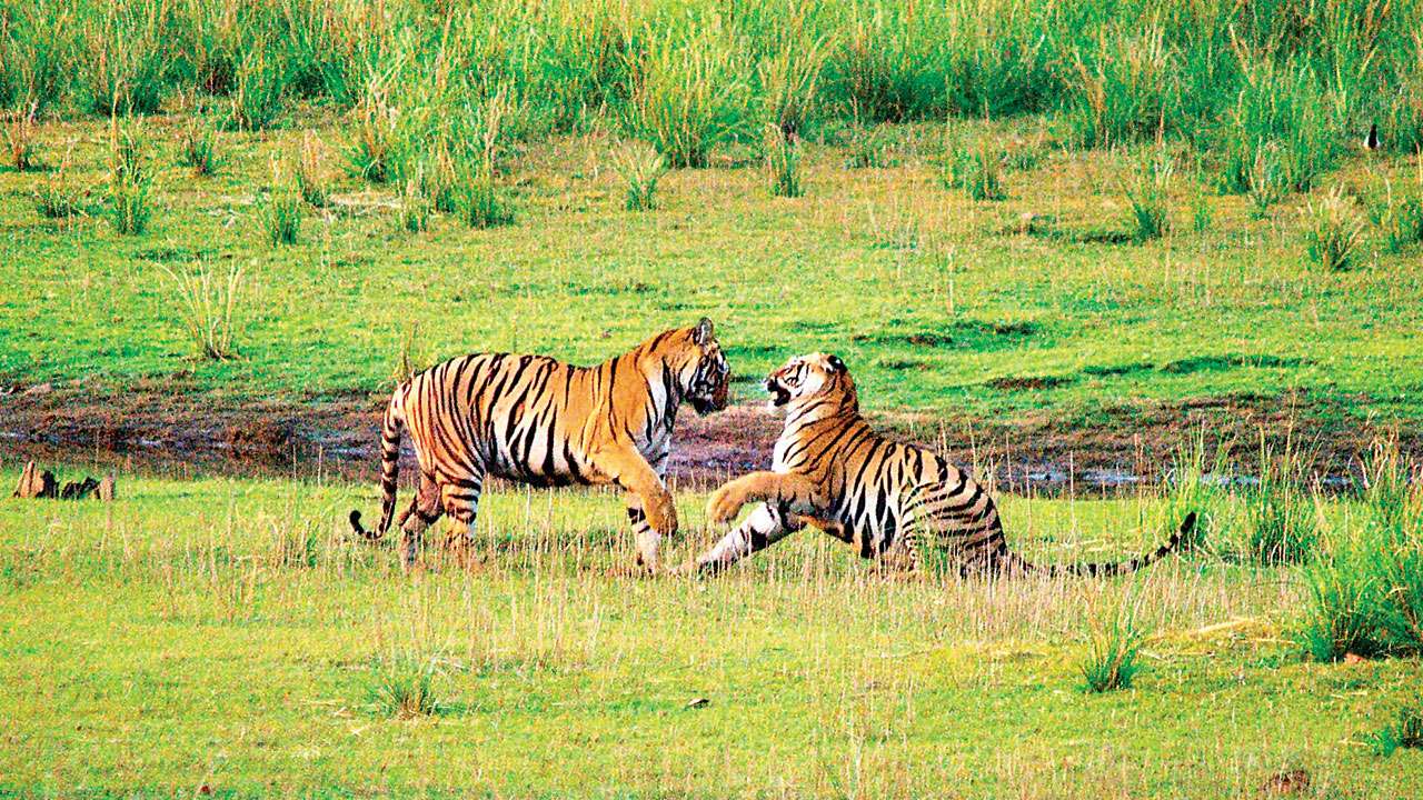 Tigers, not man responsible for human-wildlife conflict? Tigers, not man responsible for human-wildlife conflict?