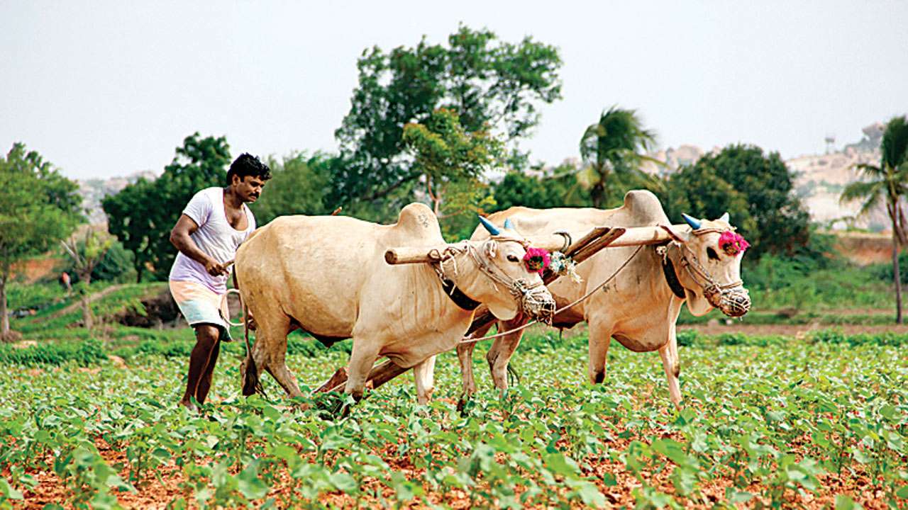 Gujarat Crop insurance helped risk firms garner profit of Rs 791 cr